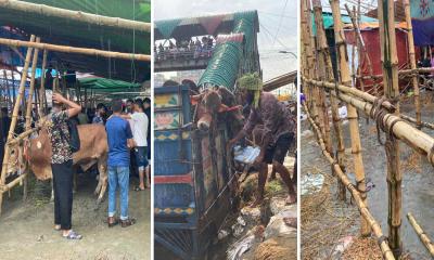 Cattle Crisis Hits Dhaka: Buyers Struggle as Eid Approaches