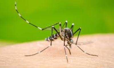 Dengue claims one more life as 110 new patients hospitalised