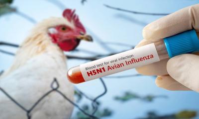 Australia to vaccinate vulnerable birds against H5 bird flu