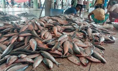 One trawler nets 61 maunds hilsa, sold for Tk 33 lakh