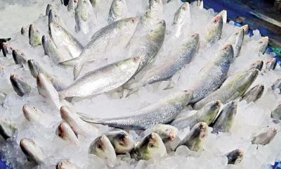 Hilsa to be exported to India for Durga Puja at Tk 1,475 per Kg