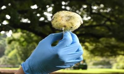 Mushroom murder: Woman found guilty of poisoning relatives at family lunch