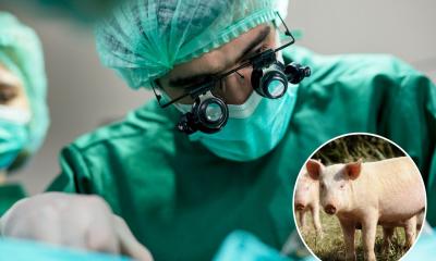China transplants first-ever pig lung into human