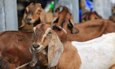 How to take care of sacrificial animals