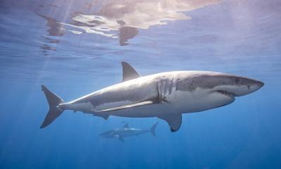 Humans were hunting sharks in deep seas 40,000 years ago, new study reveals