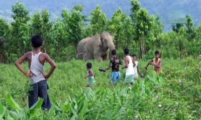 More elephants, less forest: Sherpur faces growing human-elephant conflict