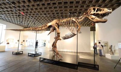 T. rex fossil sells for record $50.1m at auction