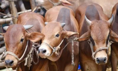 No sacrificial cattle market in Aftabnagar: HC