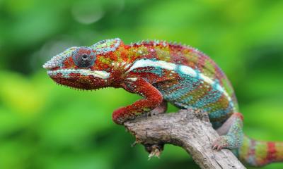 Camouflage: How, why and which animals change colour