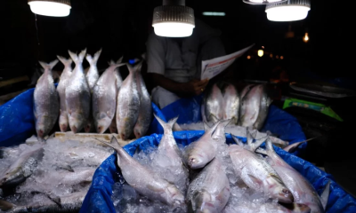 Ilish fishing ban to end: Fishermen in Chandpur set to return to rivers