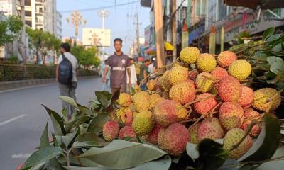 Litchi starts appearing in Rajshahi markets