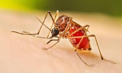 Dengue claims 3 more lives, 512 hospitalised in 24 hours