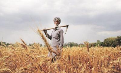 Farmers in crisis: Fertilizer shortage puts crops and livelihoods at risk