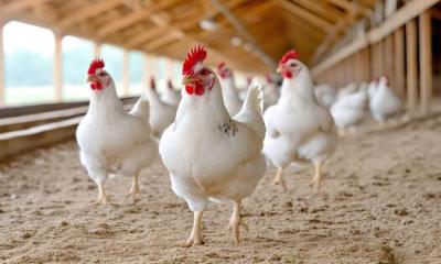 What is a broiler chicken, and why is it different from other chickens?