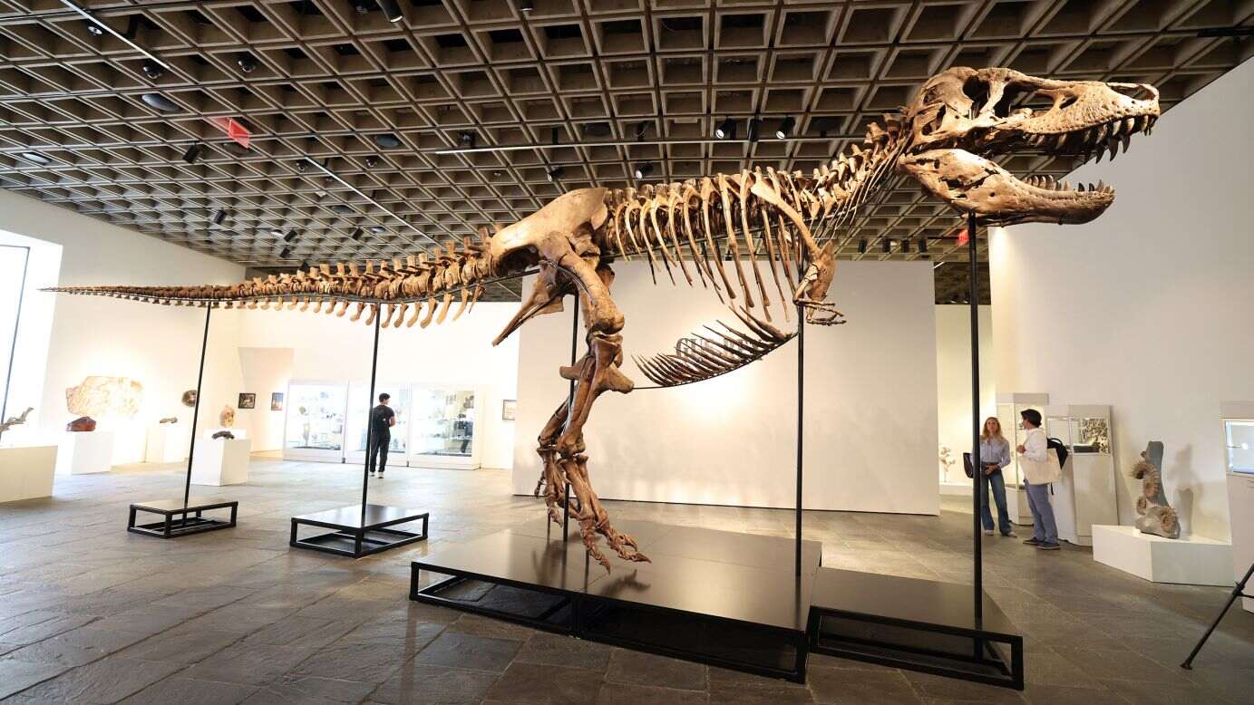T. rex fossil sells for record $50.1m at auction