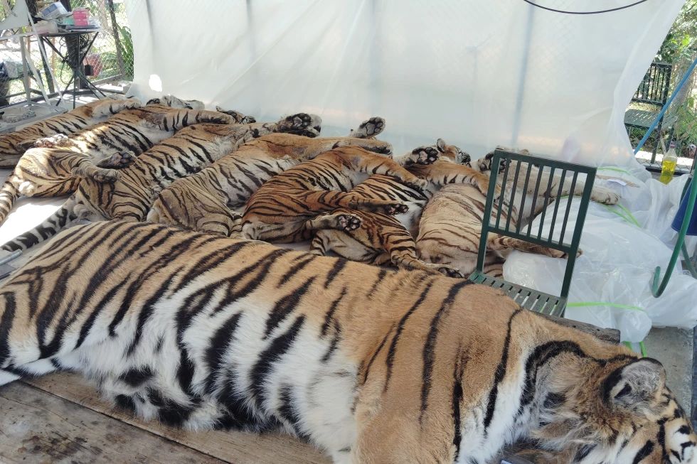72 tigers die of canine distemper in northern Thailand