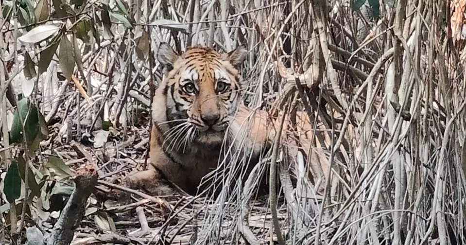 Tiger trapped in poachers’ snare in Sundarbans; rescue operation underway