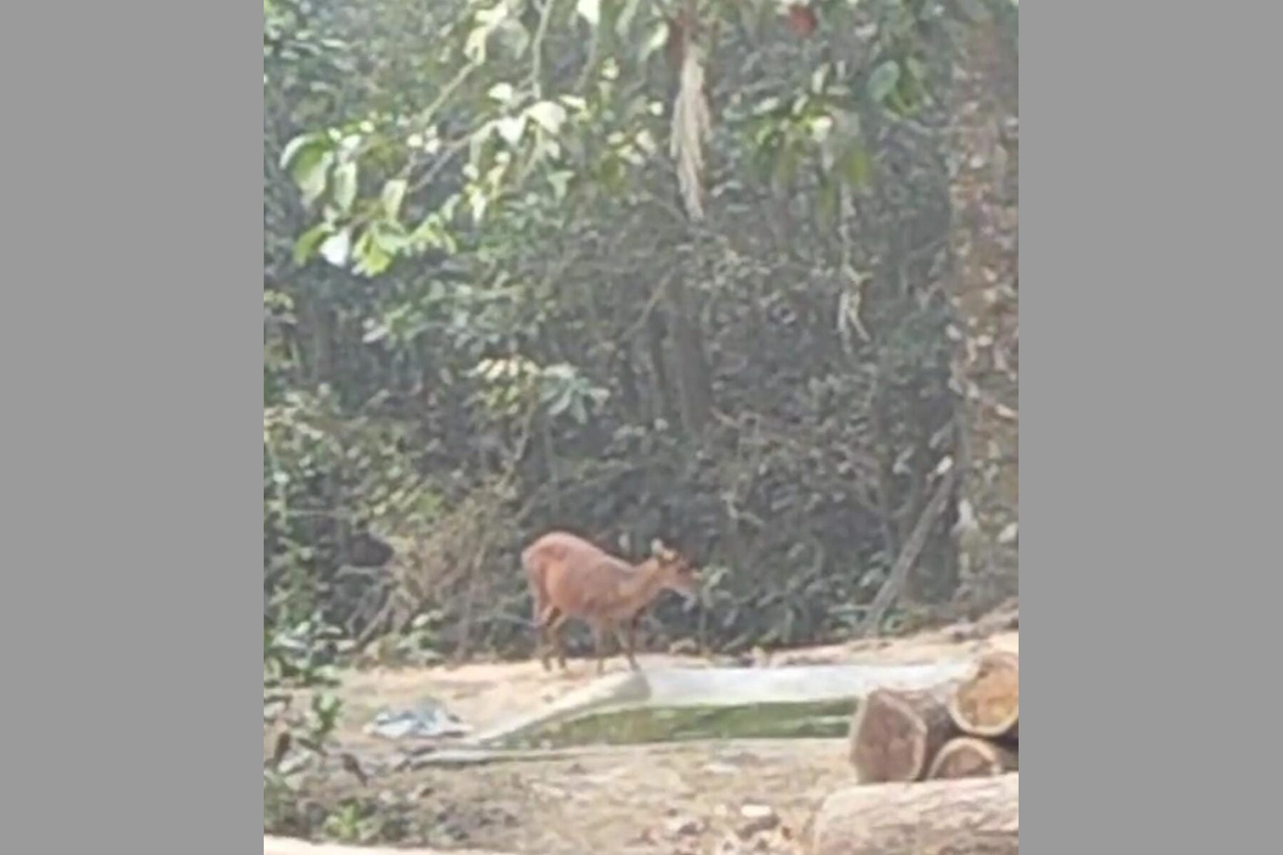 Rare Maya deer caught on camera drinking water in Satchari National Park