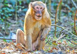 Assamese Monkey: Bangladesh‍‍`s only ‍‍`Asami‍‍` monkey found in Satchhari Park