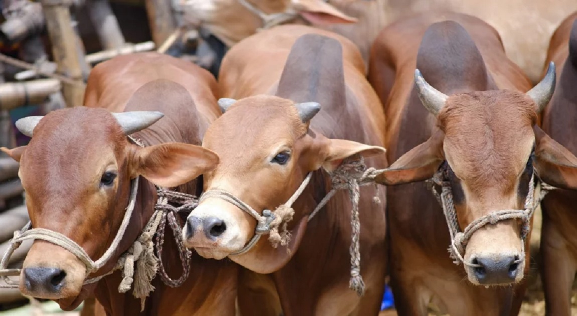No sacrificial cattle market in Aftabnagar: HC