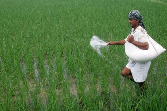 Fertilizer crisis strikes Bangladesh: Farmers fear for their crops as prices soar