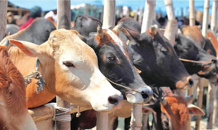 Police recover cattle looted on Sylhet-Ctg route