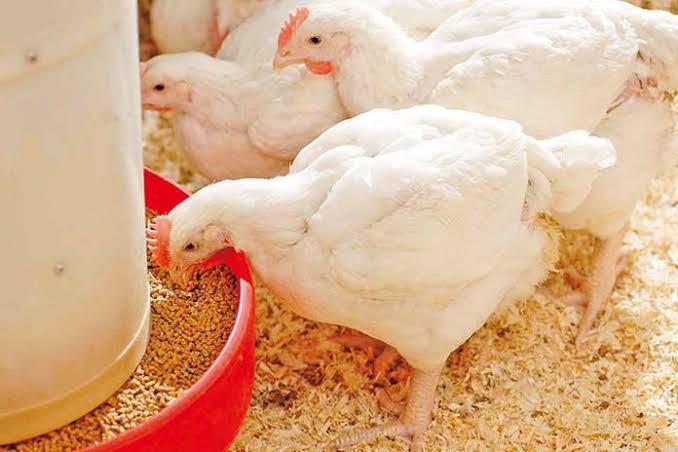 Broiler chicken prices rise again