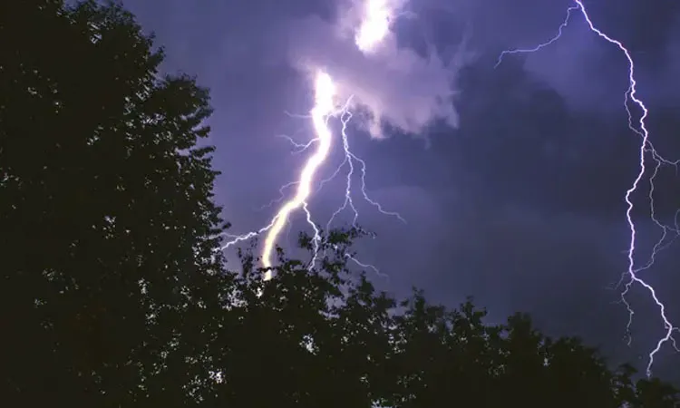 Two brothers killed by lightning while working in Bagerhat paddy field
