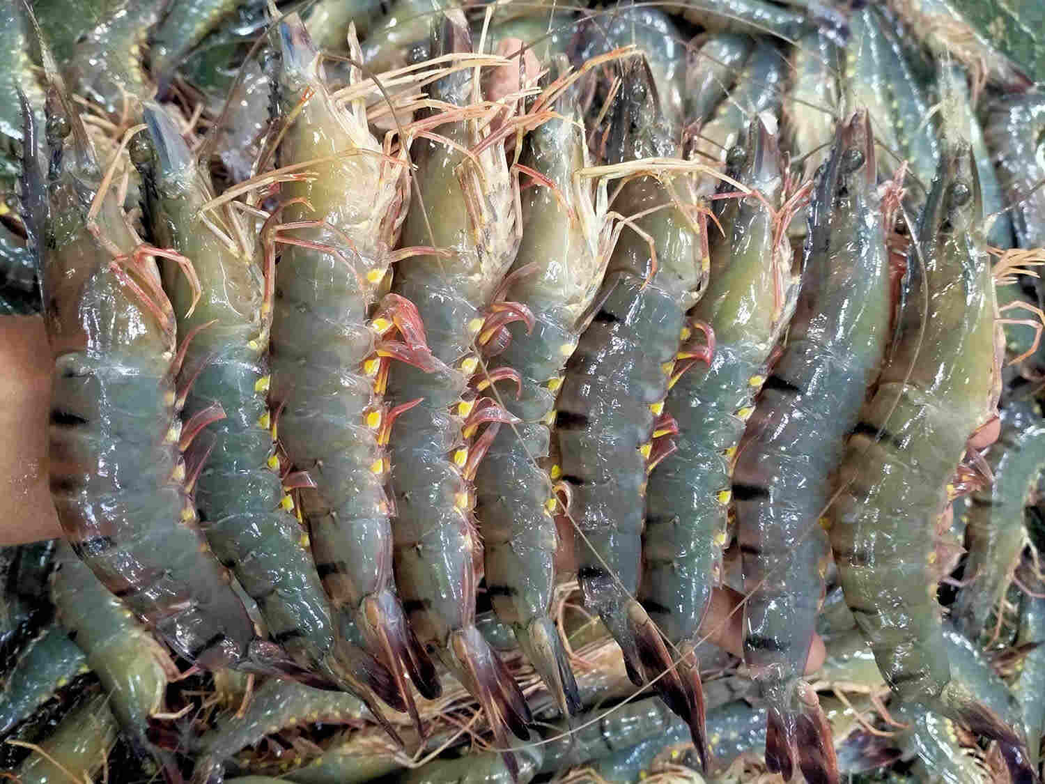 Bangladesh’s shrimp sector eyes $5bn boost with better policies