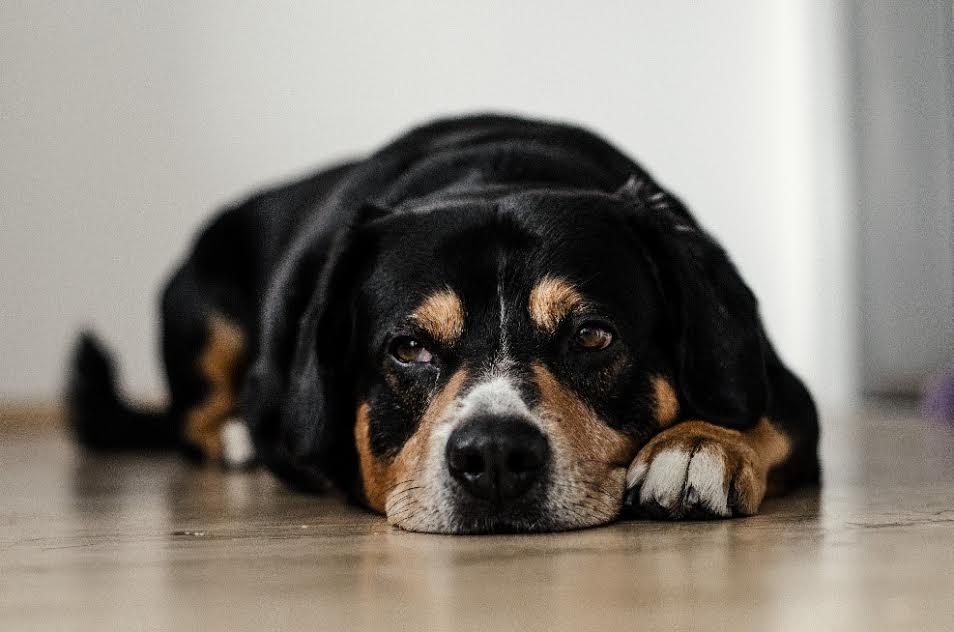 Vets reveal the subtle signs that your dog might be STRESSED