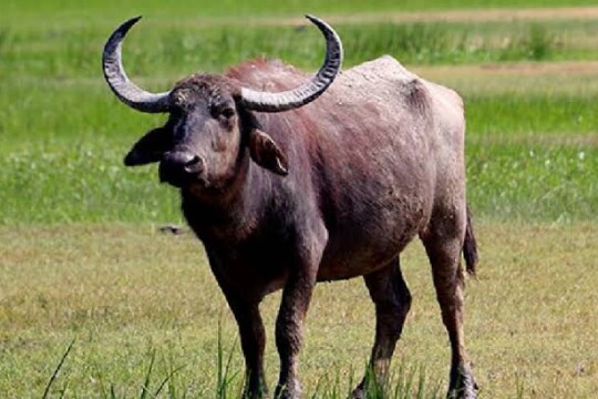 13 buffaloes die drinking water mixed with factory toxic waste