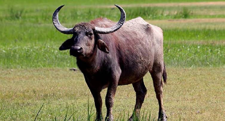 13 buffaloes die drinking water mixed with factory toxic waste