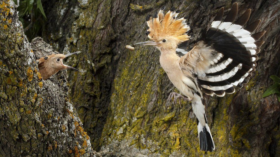 _118279754_c0487159-eurasian_hoopoe
