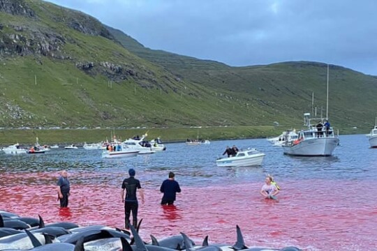 Outcry over killing of almost 1,500 dolphins on Faroe Islands
