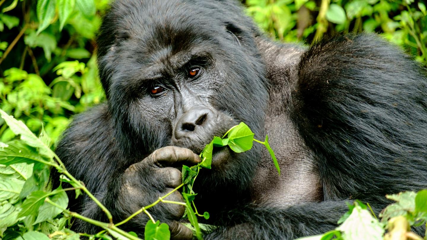 Tourists risk giving wild gorillas COVID-19