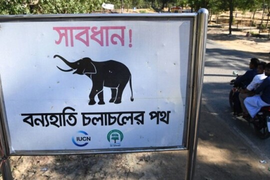 Another elephant found dead in Chattogram