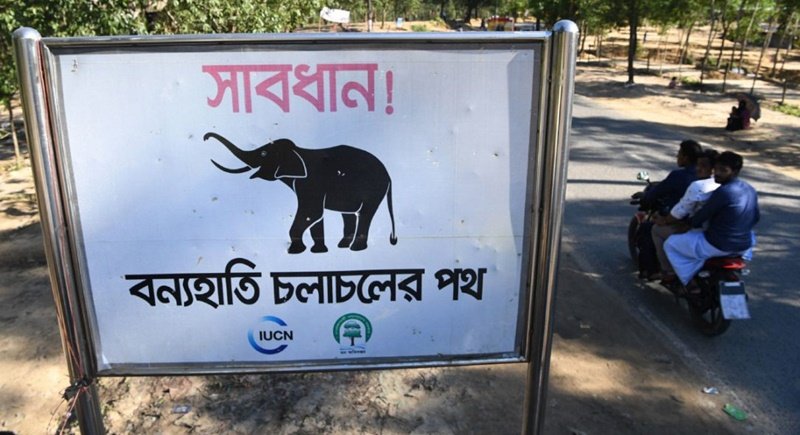 Another elephant found dead in Chattogram