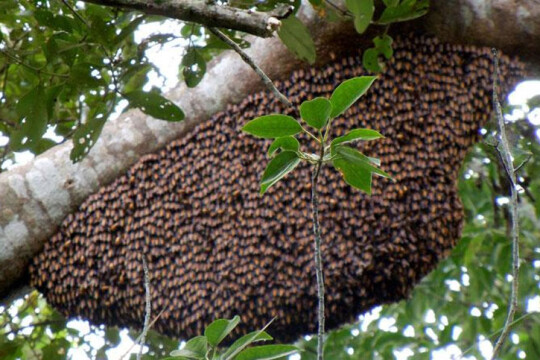 Bees attack farmers in Meherpur, one dead, four critically injured