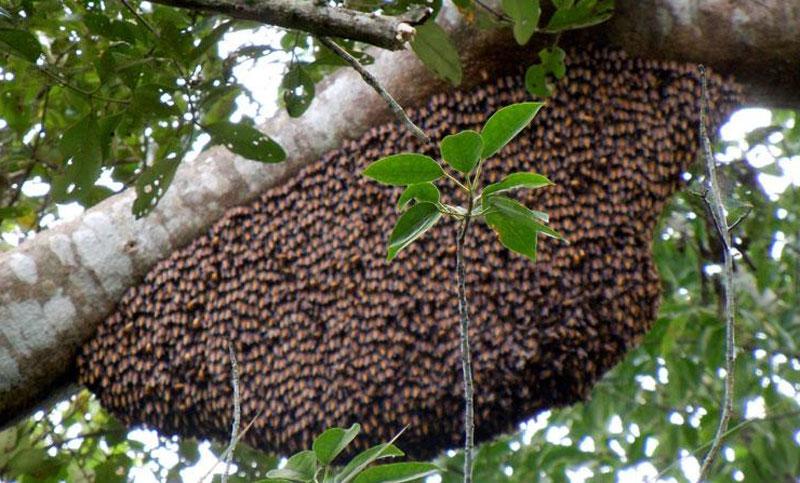 Bees attack farmers in Meherpur, one dead, four critically injured