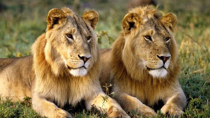 Lahore zoo safari selling 12 lions