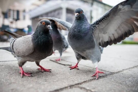 From hope to despair: Pigeon sell sees sharp fall amid financial turmoil