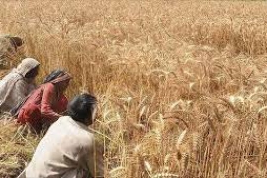 India’s wheat export restriction won't affect us: Minister