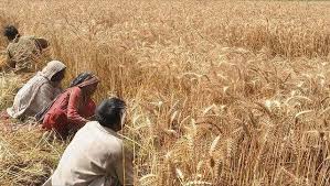 India’s wheat export restriction won't affect us: Minister