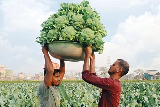 Broccoli farming gains popularity in Rajshahi