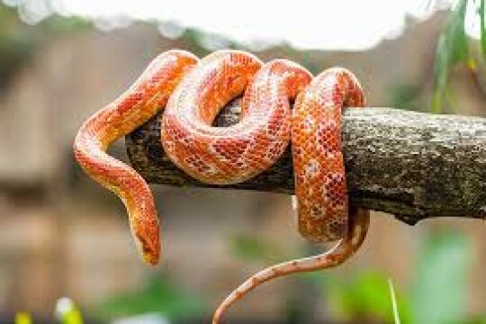 World Snake Day 2022 — Time to shed that irrational fear and negative branding