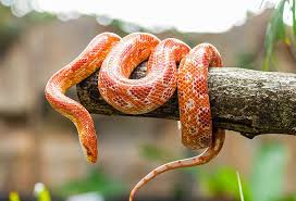 World Snake Day 2022 — Time to shed that irrational fear and negative branding