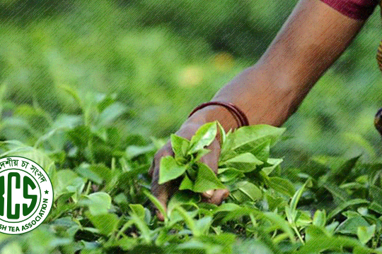 Tea workers get benefits amounting to Tk 400 per day: Tea Association