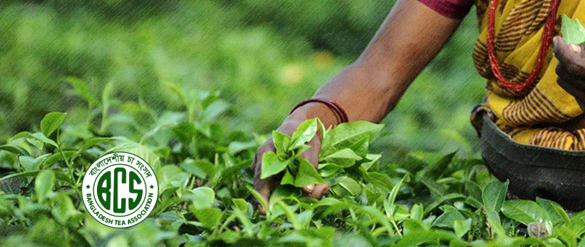 Tea workers get benefits amounting to Tk 400 per day: Tea Association