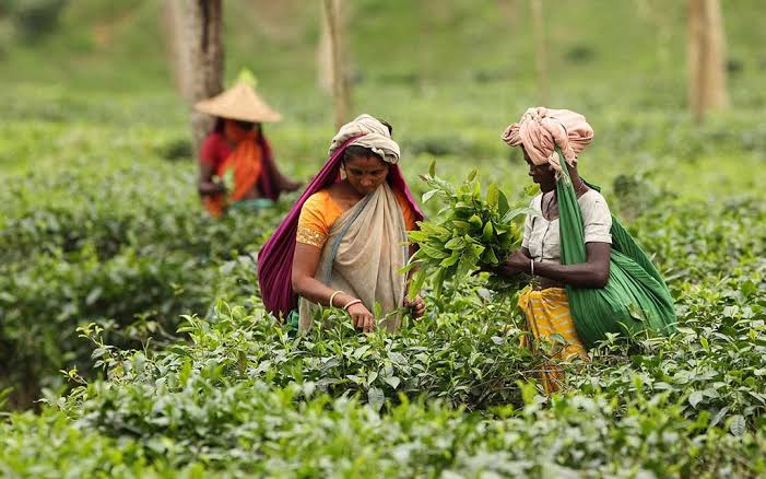 Tea garden workers call off strike after wage hike