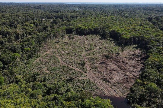 Deforestation on Amazon rainforest hits six years high